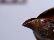 《柴烧分茶器主人杯》宜兴本山段泥（柴烧）紫砂壶纯手工茶壶茶具