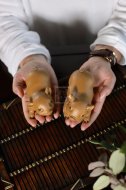 《金猪茶宠》宜兴紫砂壶茶宠手工段泥泡茶壶具