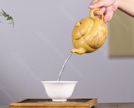 筋纹海棠