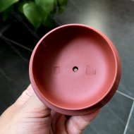 墩朴
