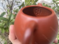 龙蛋