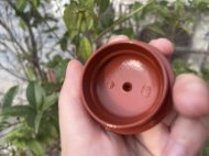 龙蛋